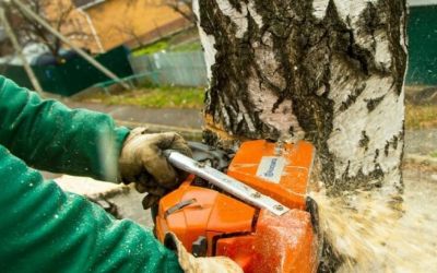 Спил и вырубка деревьев - Смоленск, цены, предложения специалистов