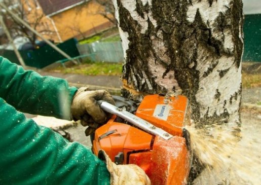 Спил и вырубка деревьев стоимость услуг и где заказать - Смоленск