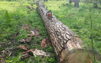 Спил и вырубка деревьев, корчевание пней - Рославль, цены, предложения специалистов